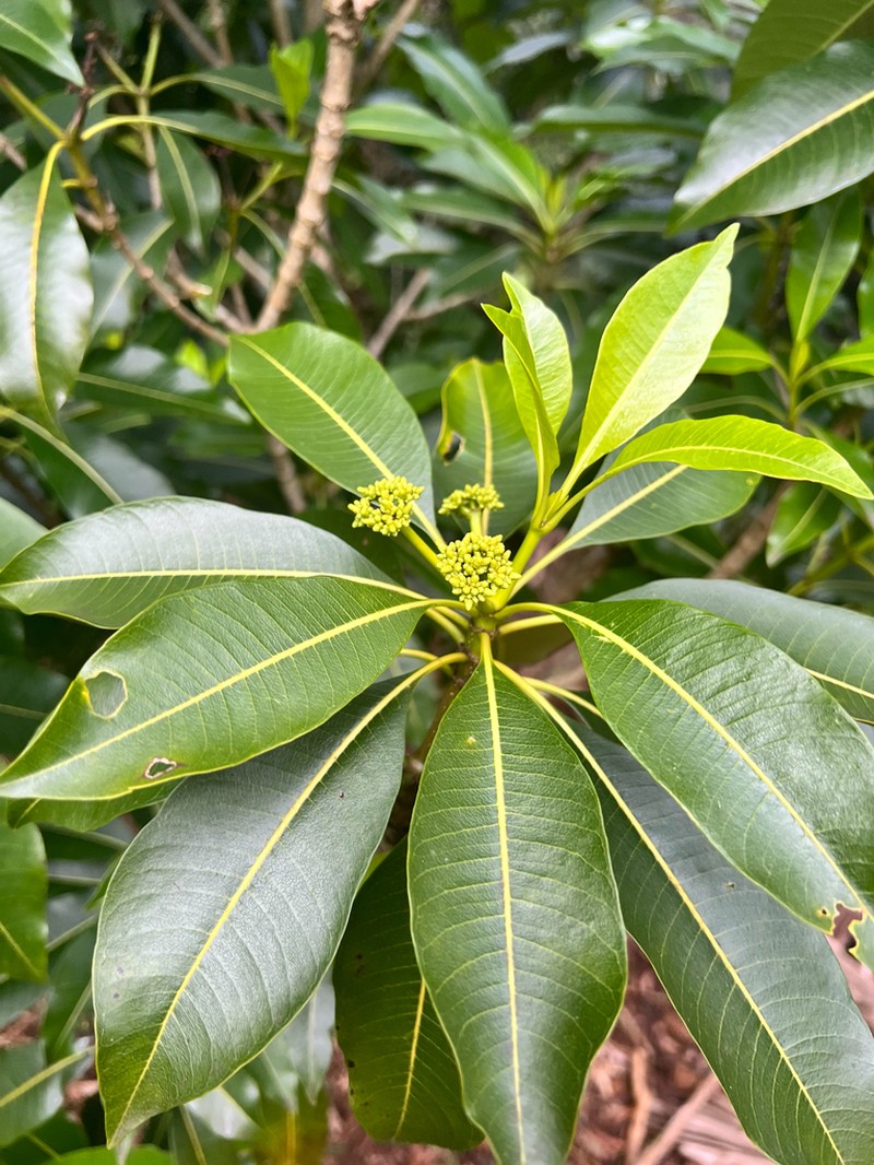 Devil's-Pepper photo 6