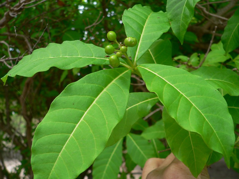 Milkbush photo 2