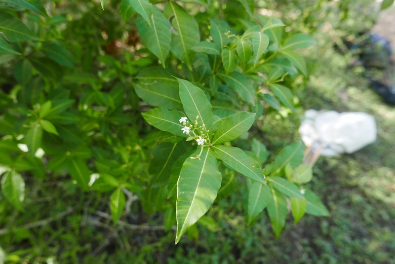Milkbush