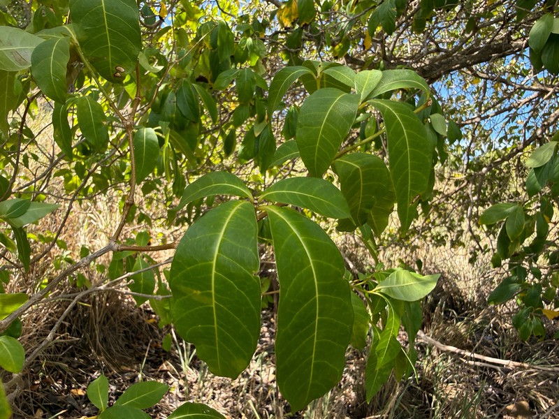 Milkbush photo 2