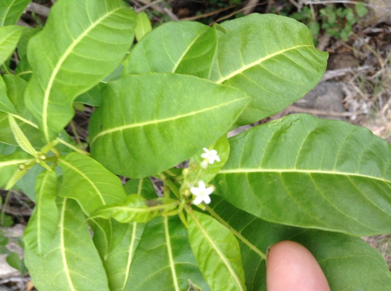 Milkbush photo 3