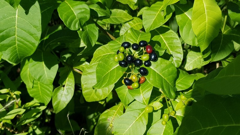 Milkbush photo 4