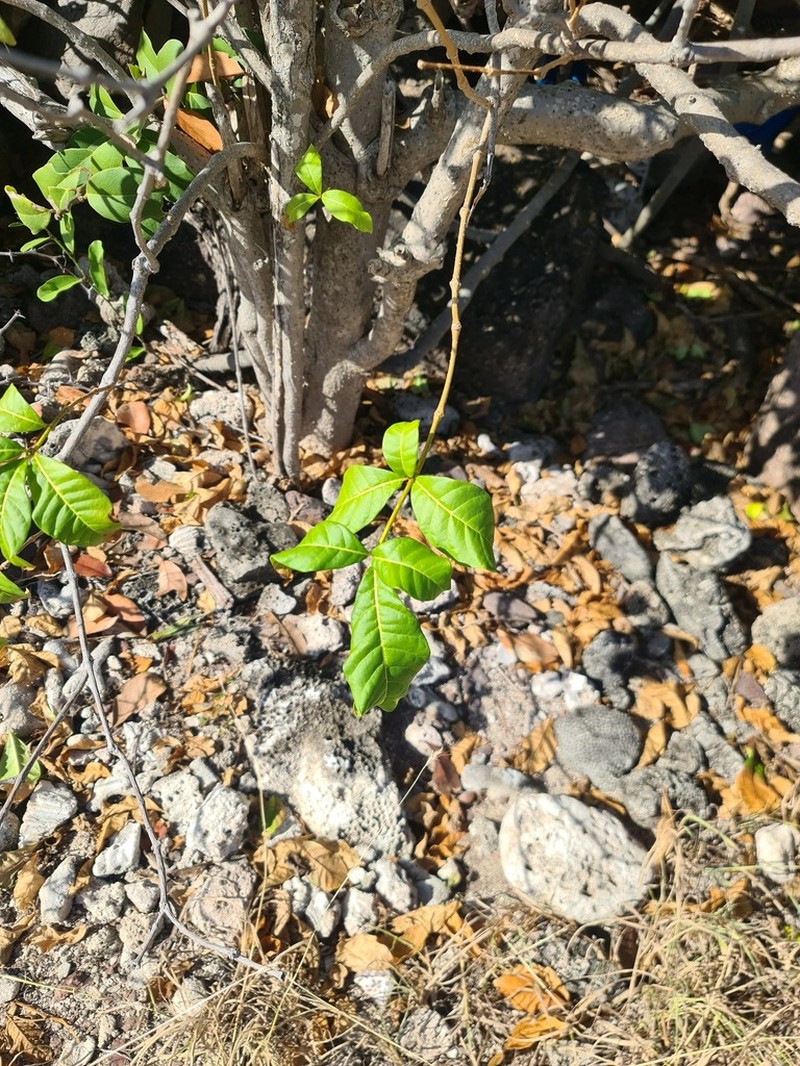 Milkbush photo 5