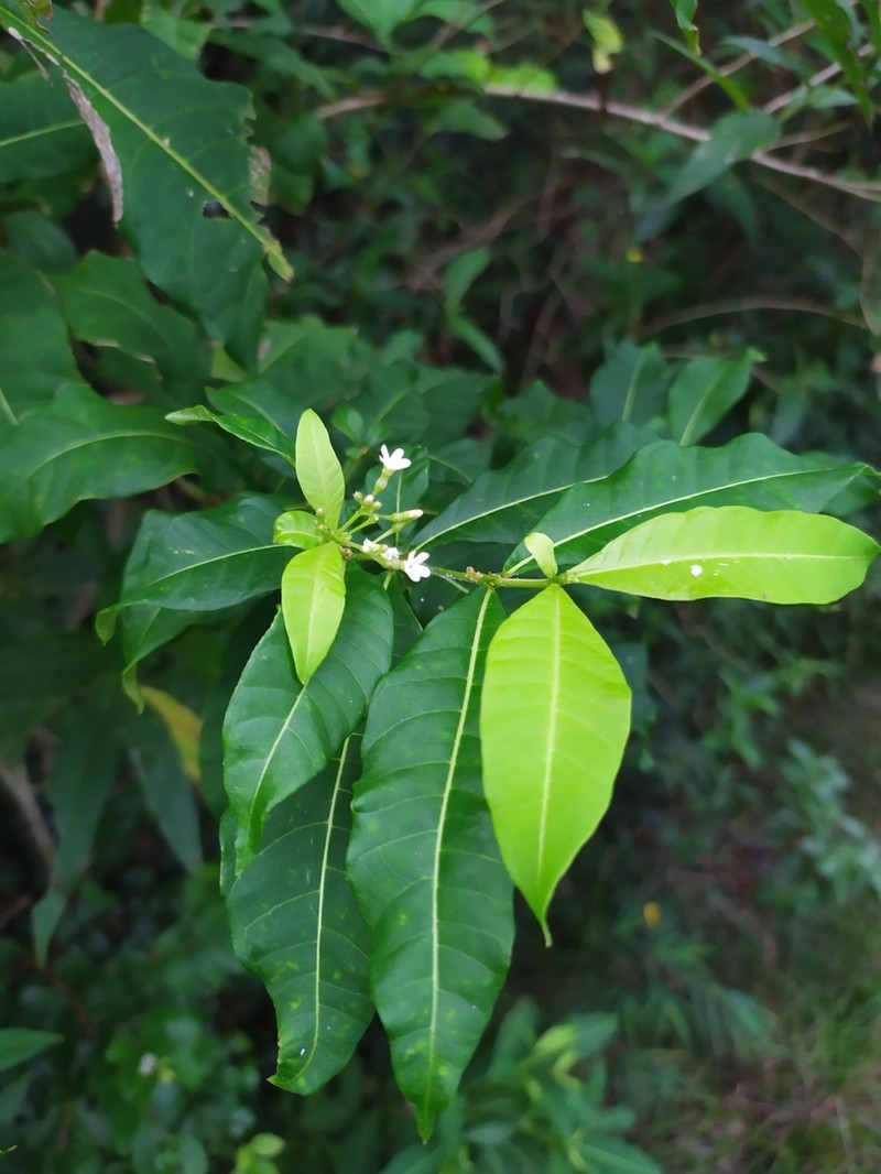 Milkbush photo 6