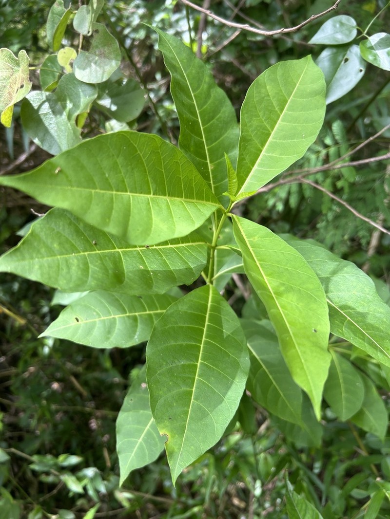 Milkbush photo 7