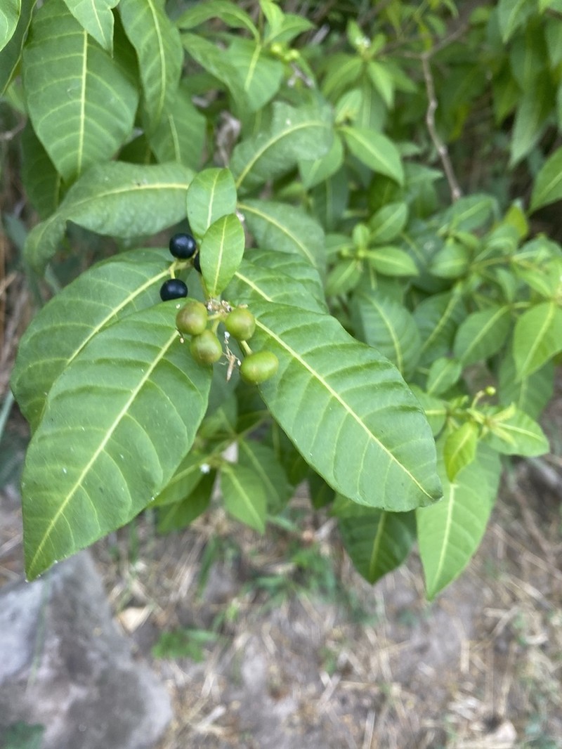 Milkbush photo 8