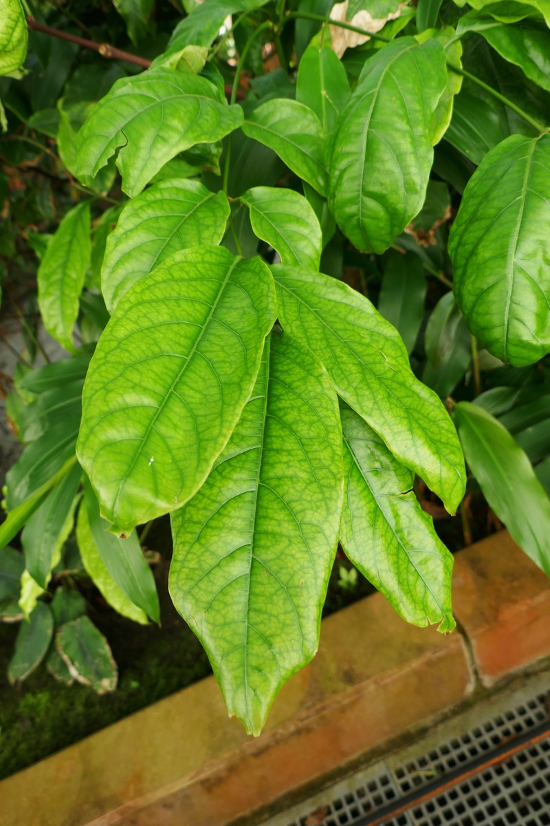 Poison Devil's-Pepper