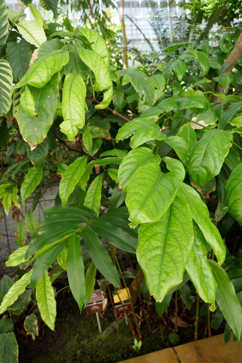 Poison Devil's-Pepper photo 3