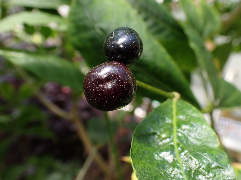Poison Devil's-Pepper photo 6