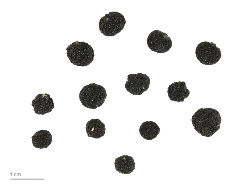 Poison Devil's-Pepper photo 7