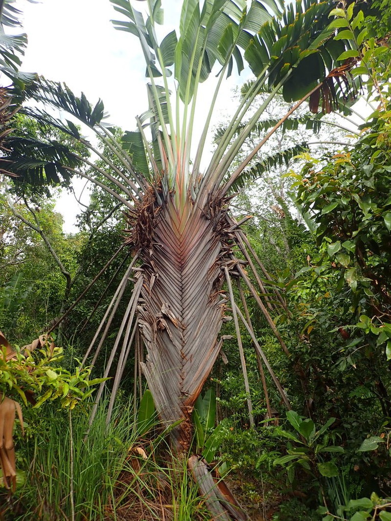 Ravenala agatheae