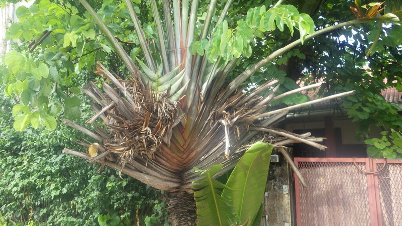 Ravenala agatheae photo 6