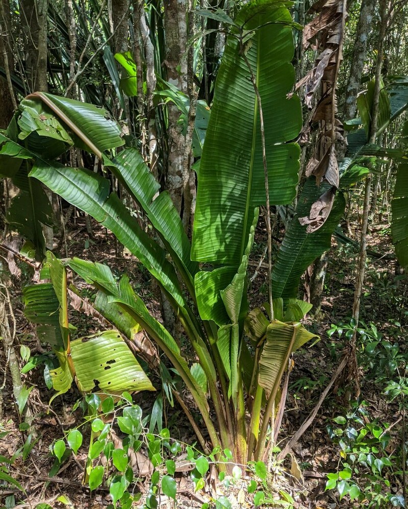 Ravenala blancii