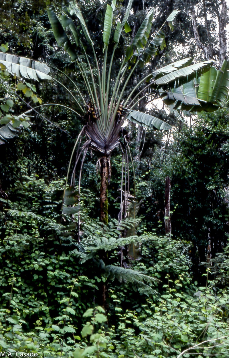 Ravenala blancii photo 2