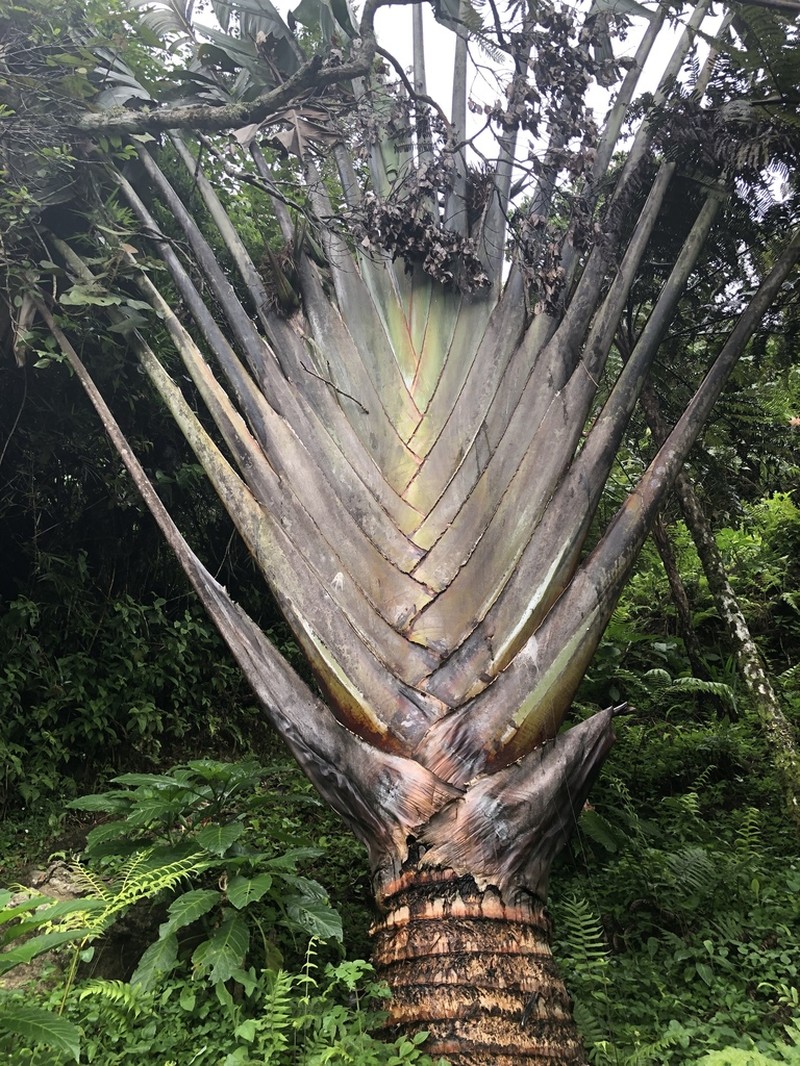Ravenala grandis