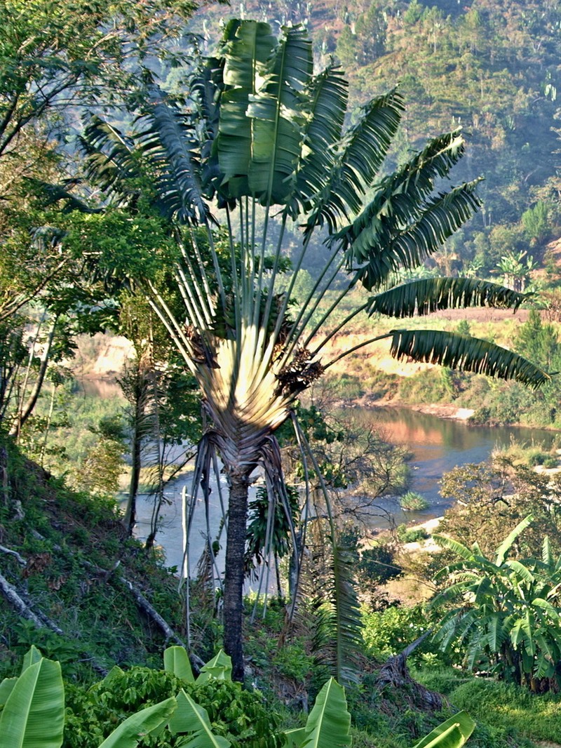 Ravenala grandis photo 2