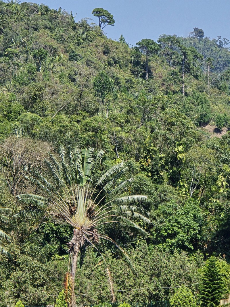 Ravenala grandis photo 3