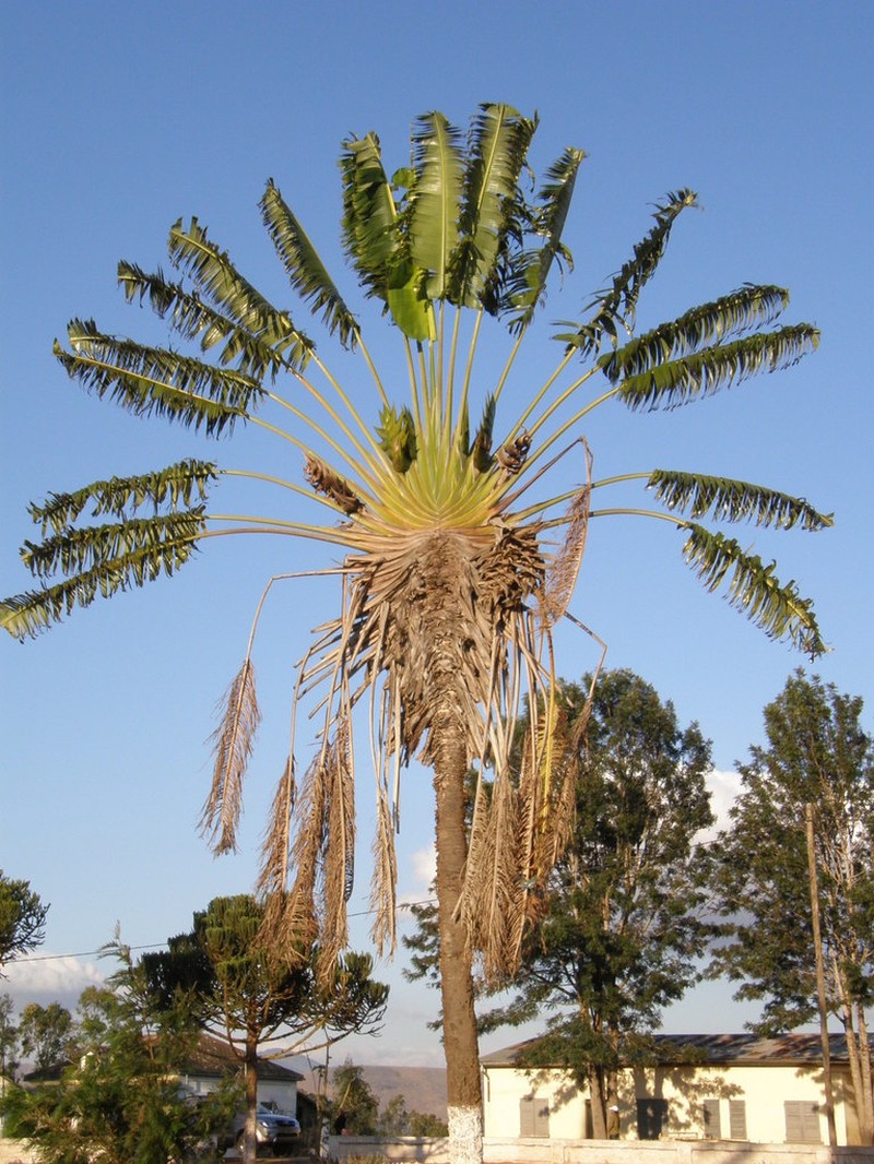 Ravenala grandis photo 8