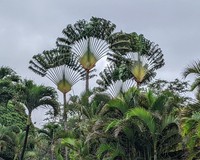Traveler's Tree