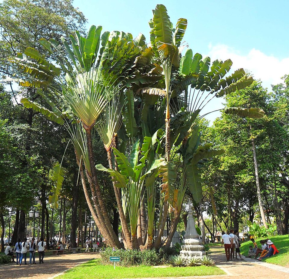 Traveler's Tree photo 3