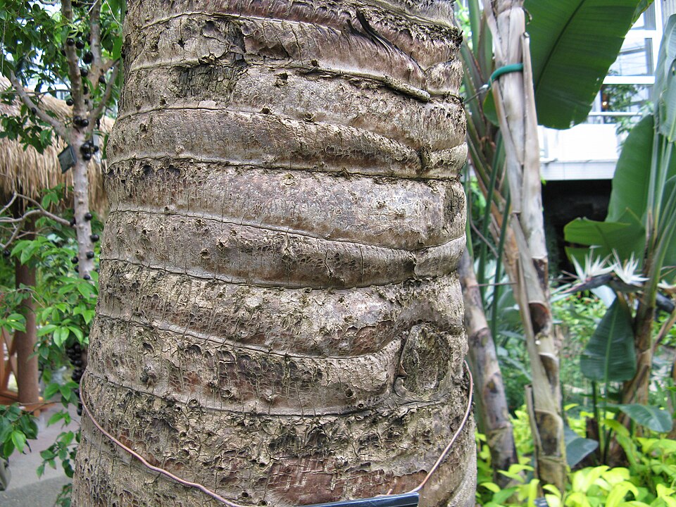 Traveler's Tree photo 5