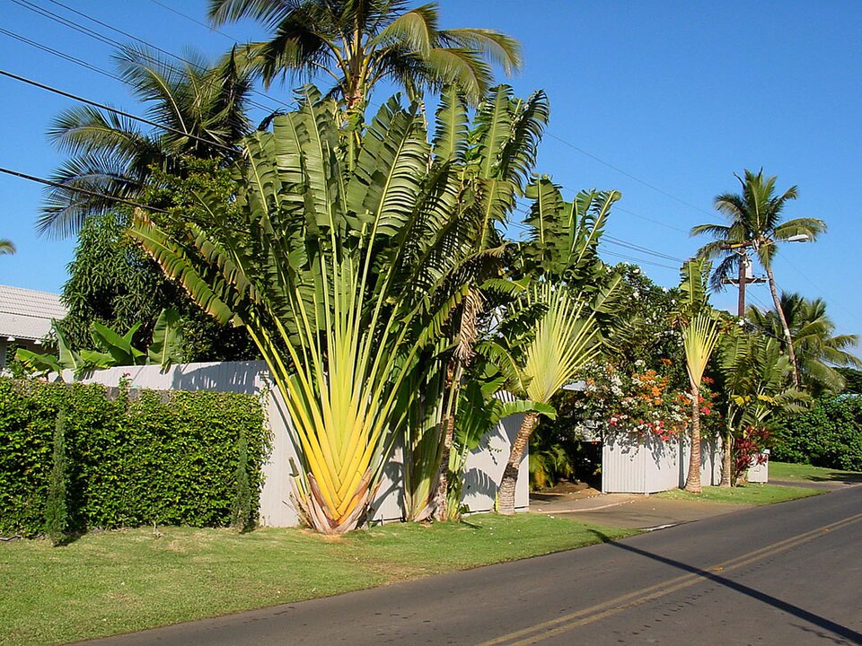 Traveler's Tree photo 6