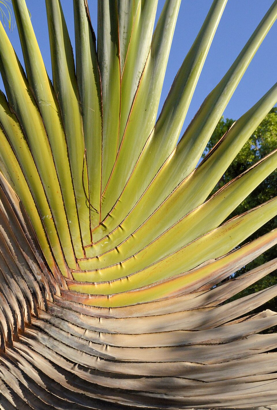 Traveler's Tree photo 8