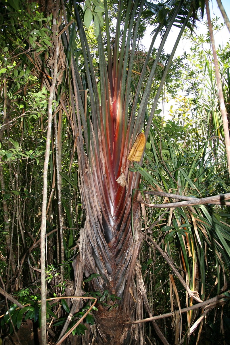 Ravenala menahirana photo 3