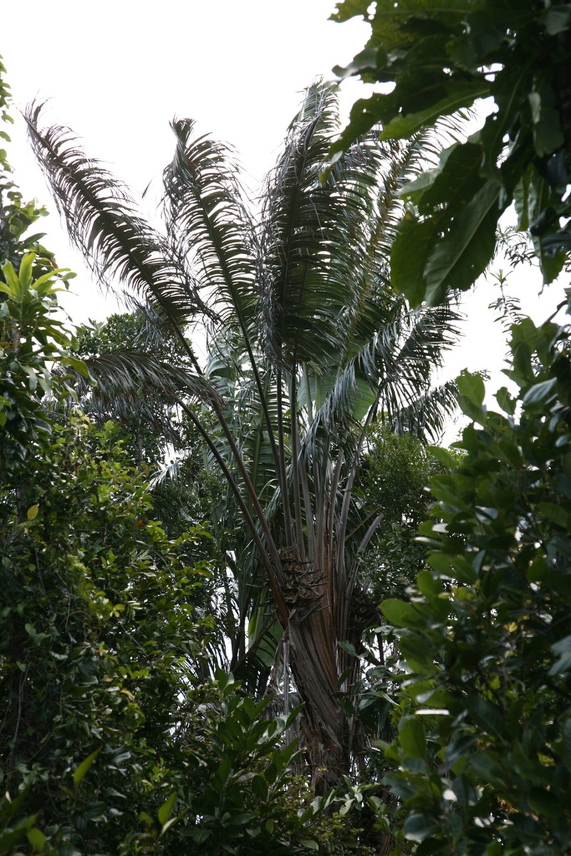 Ravenala menahirana photo 6