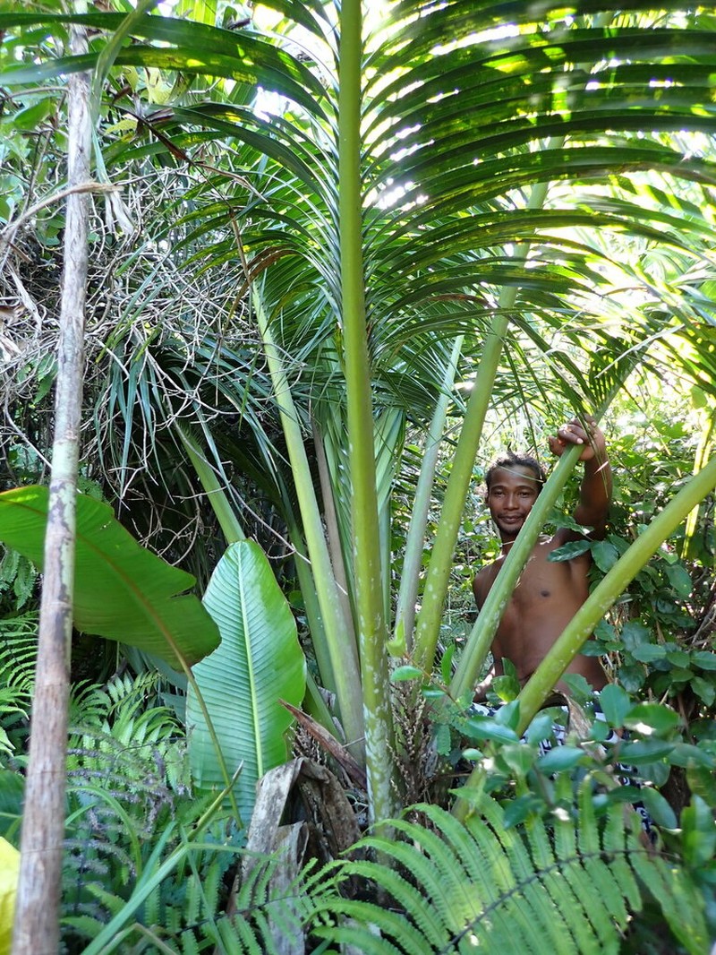 Ravenea conferta