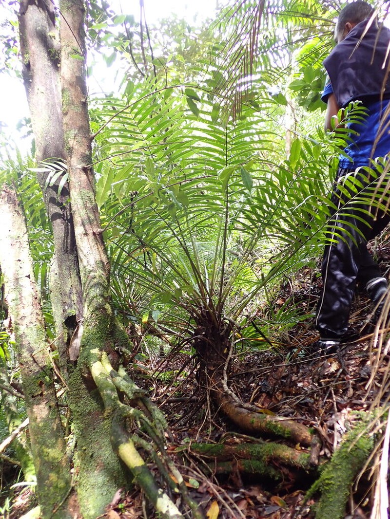 Ravenea cycadifolia