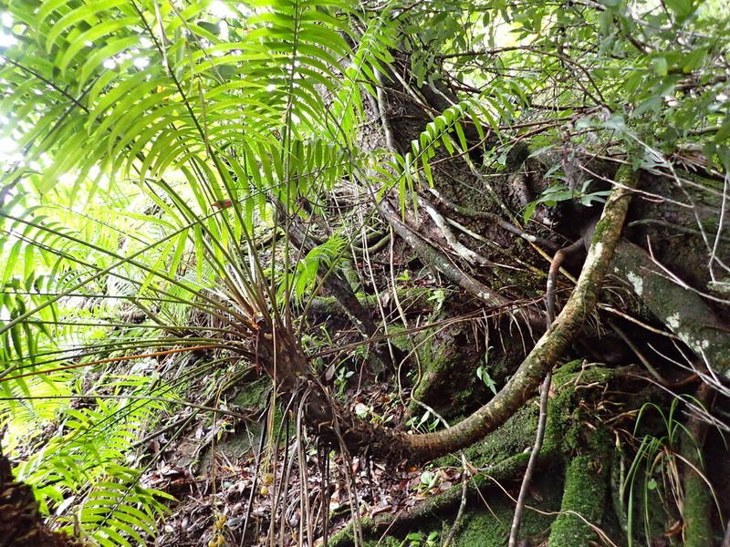 Ravenea cycadifolia photo 2
