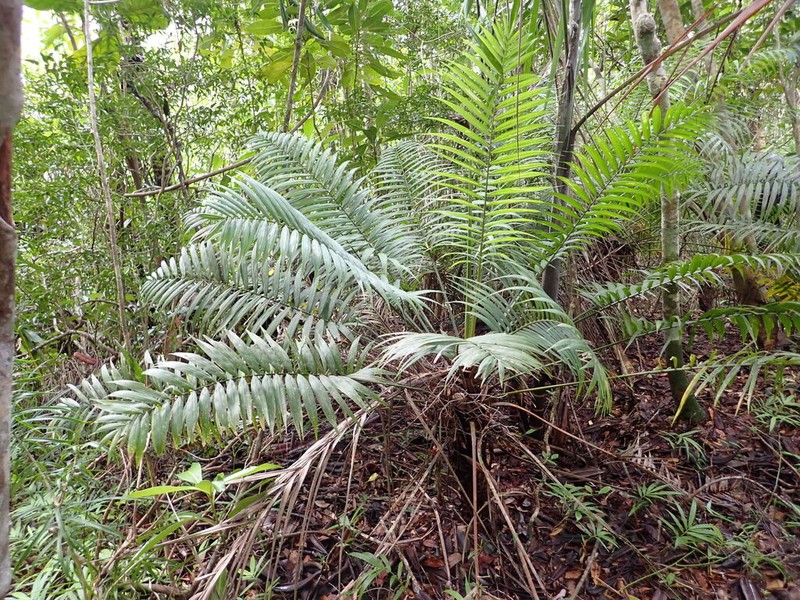 Ravenea cycadifolia photo 3