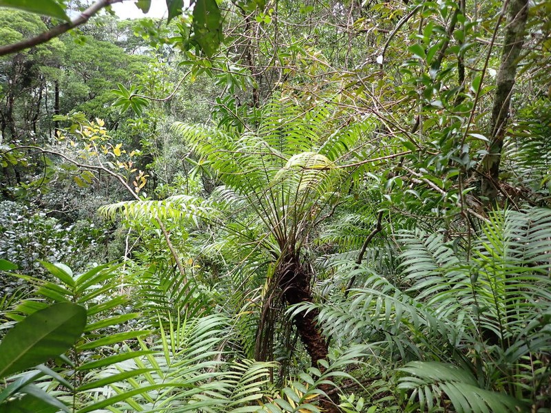 Ravenea cycadifolia photo 4