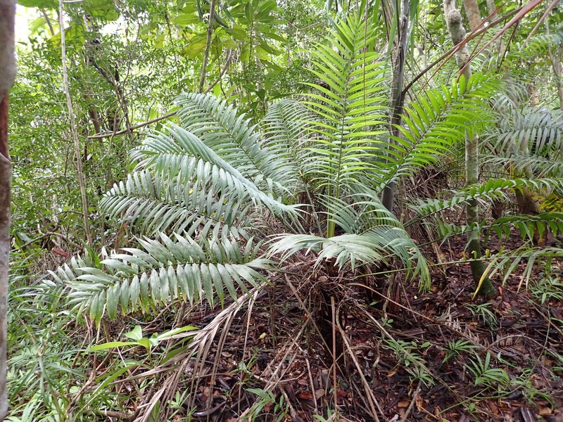 Ravenea cycadifolia photo 8
