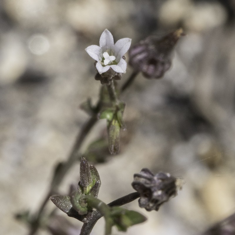 Eastwood's Bellflower photo 3