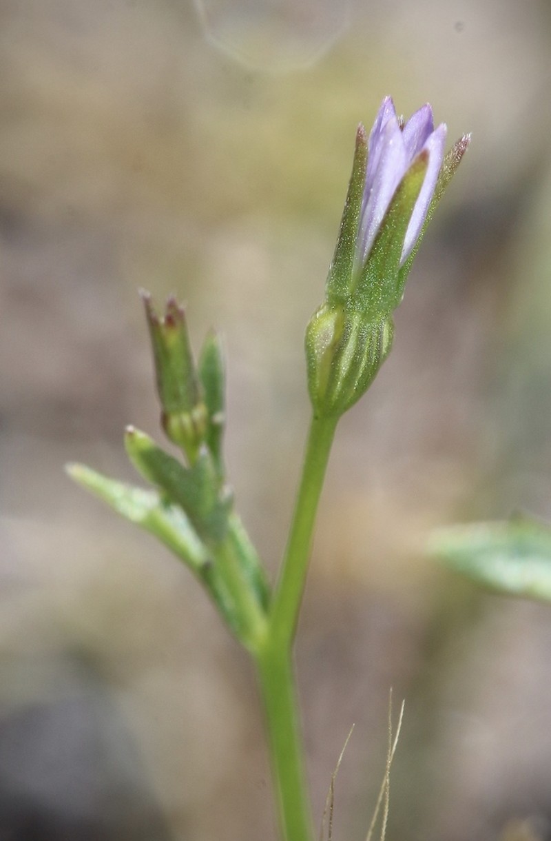 Eastwood's Bellflower photo 6