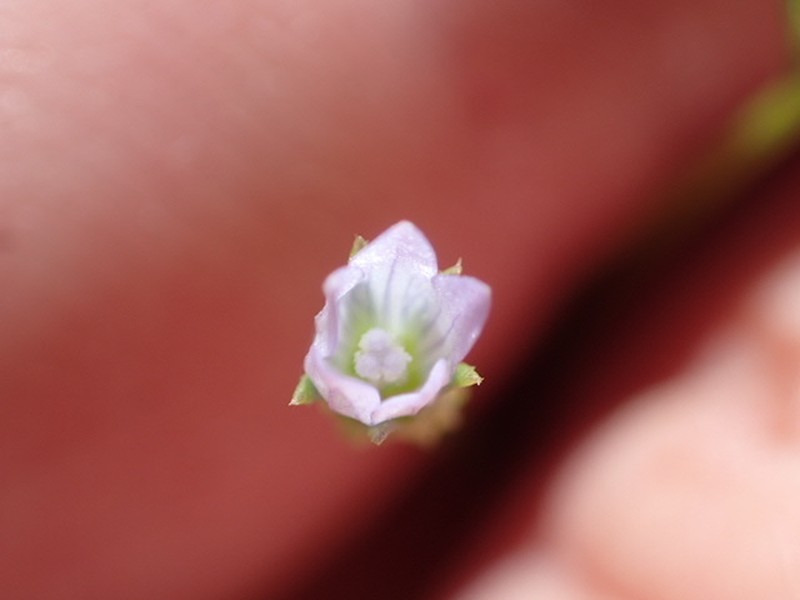 Eastwood's Bellflower photo 7