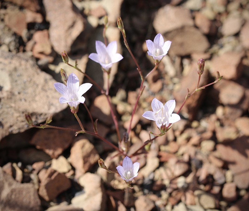 Chaparral Bellflower