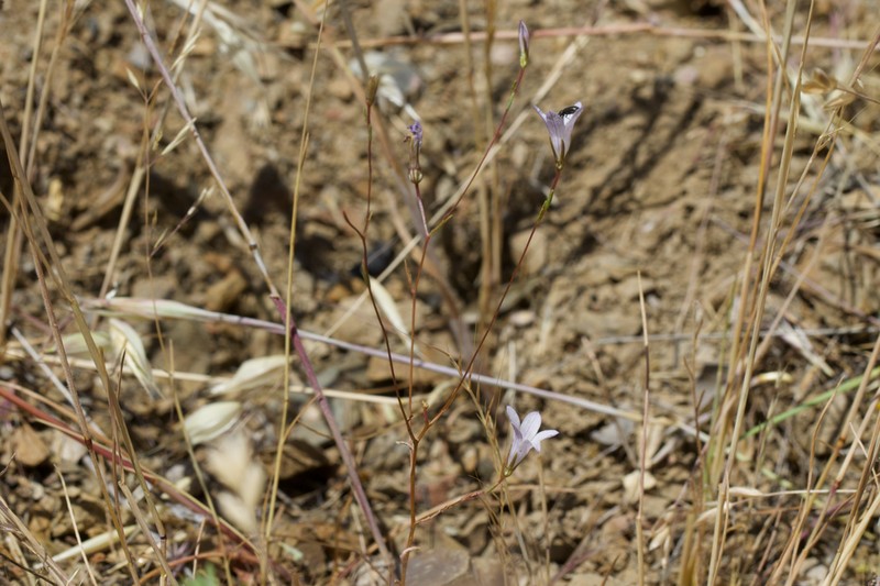 Chaparral Bellflower photo 2