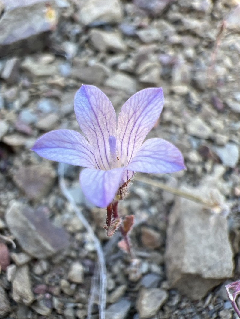 Chaparral Bellflower photo 3