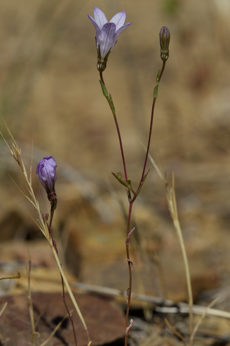 Chaparral Bellflower photo 4