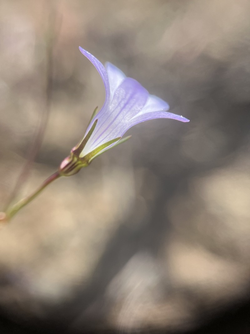 Chaparral Bellflower photo 5