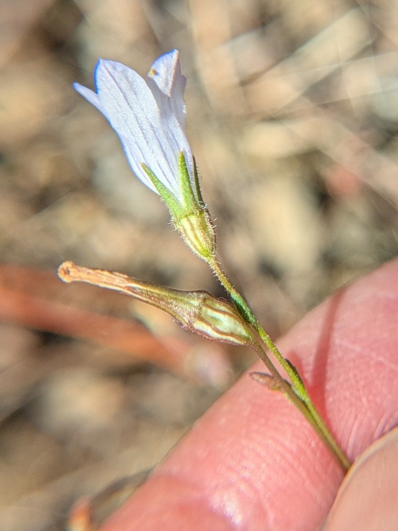 Chaparral Bellflower photo 6