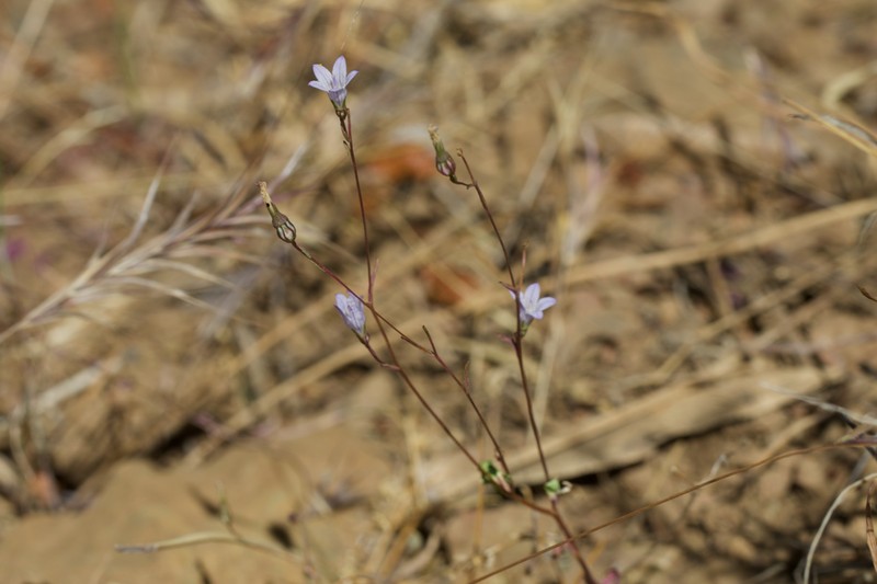 Chaparral Bellflower photo 7