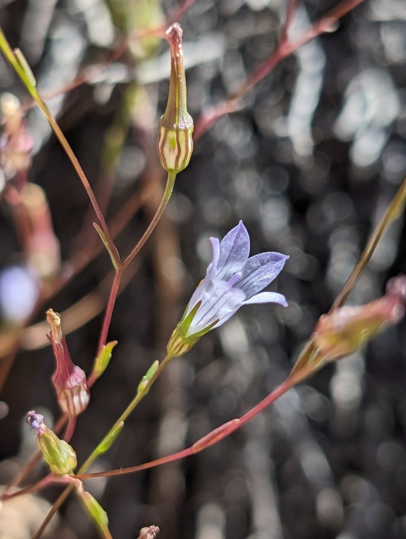 Chaparral Bellflower photo 8