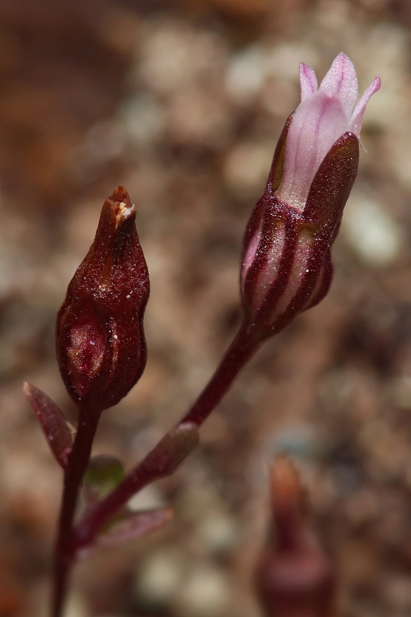 Griffin's Bellflower