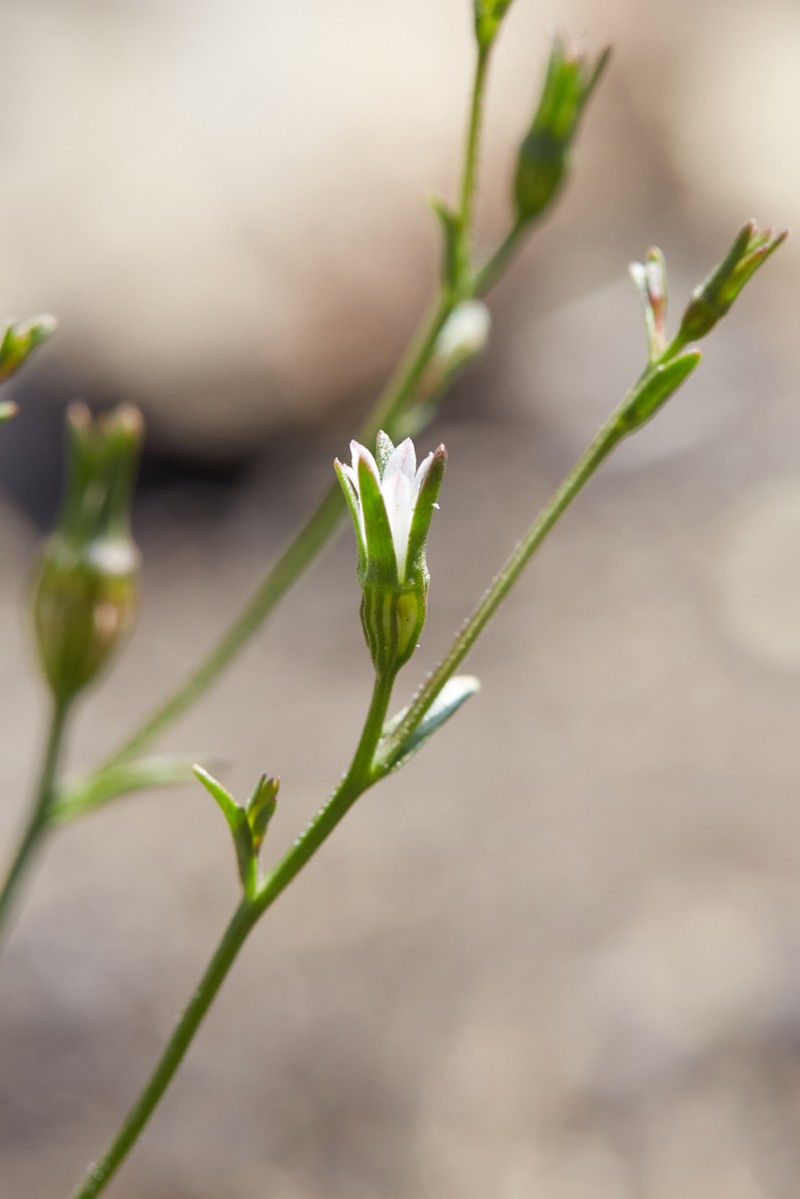 Griffin's Bellflower photo 3