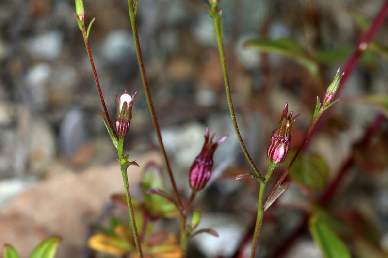 Griffin's Bellflower photo 4