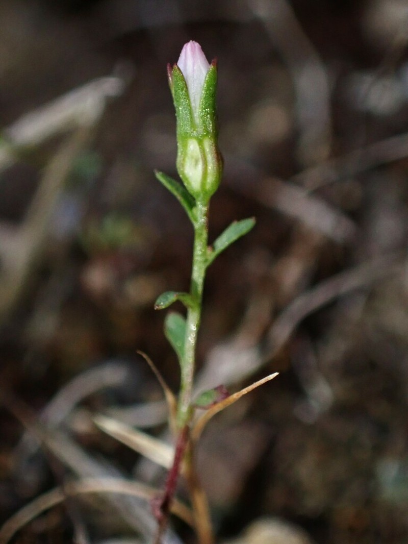 Griffin's Bellflower photo 5